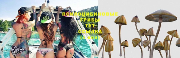 apvp Белокуриха